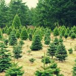field of trees