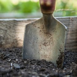 plant soil