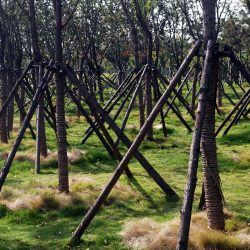 tree supports
