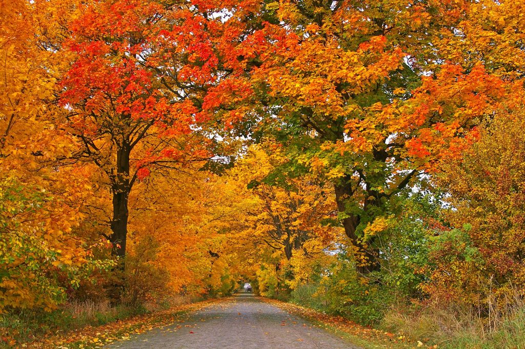 maple trees