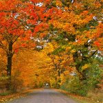 maple trees