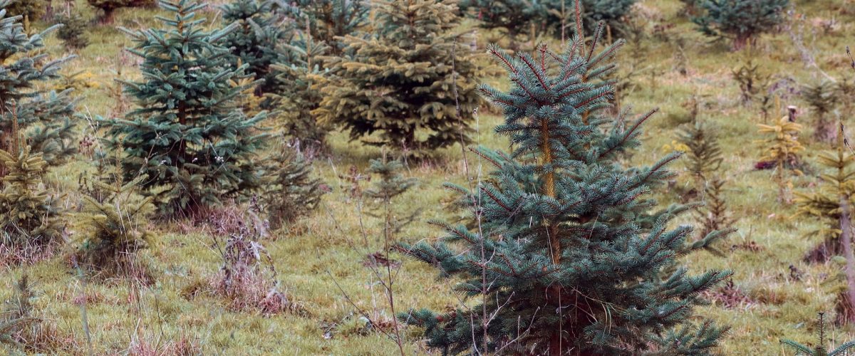 spruce trees farm spruce trees farm